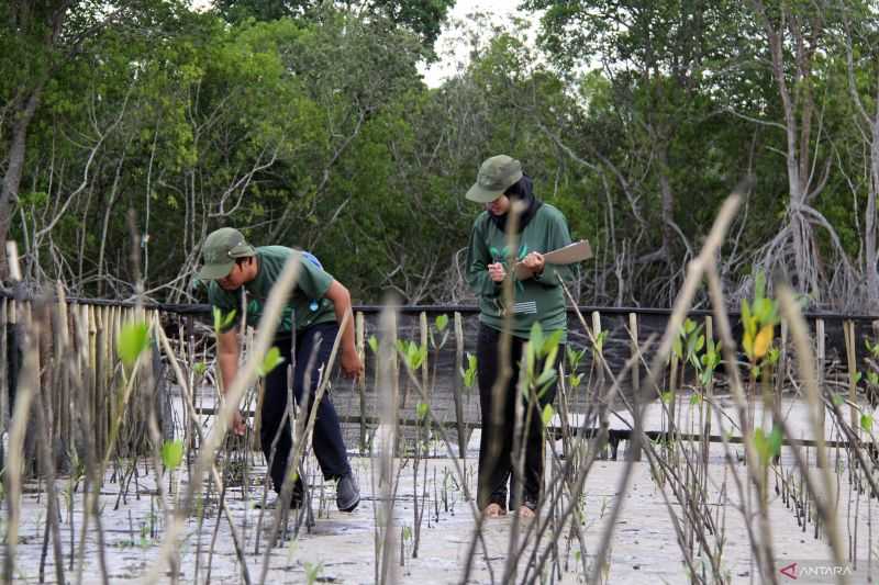 Pelindo Dukung Aksi Iklim dengan Melindungi Ekosistem Karbon Biru