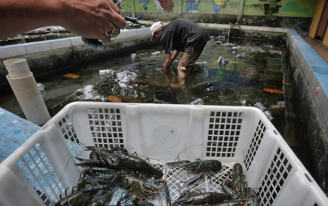 Pelonggaran Ekspor Benur Lobster Ancam Program Hilirisasi