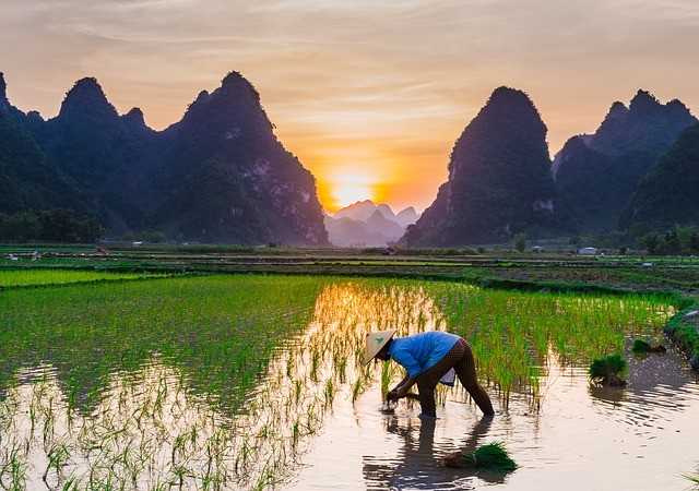 Pembangunan 'Food Estate' di Papua Harus Sesuai RTRW