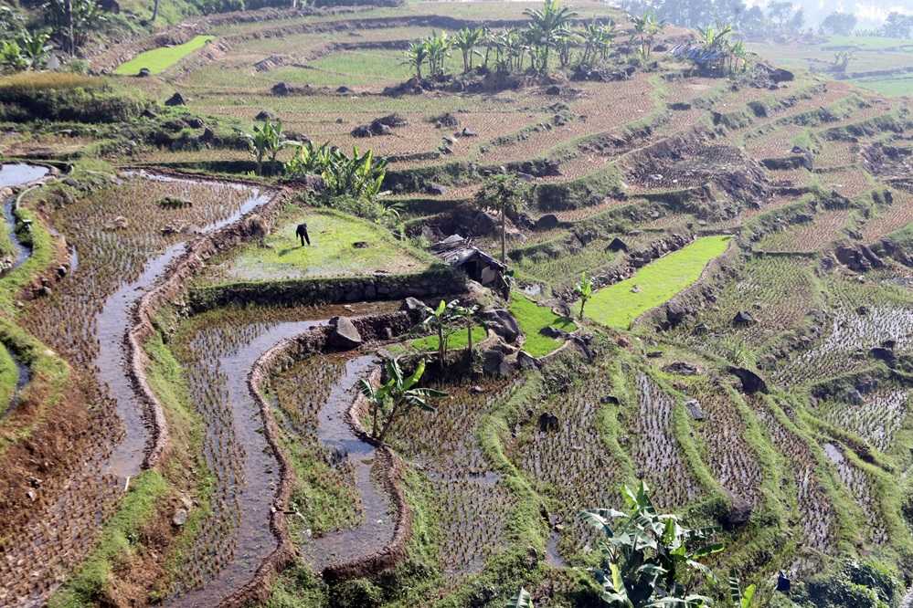 Pembangunan Pertanian