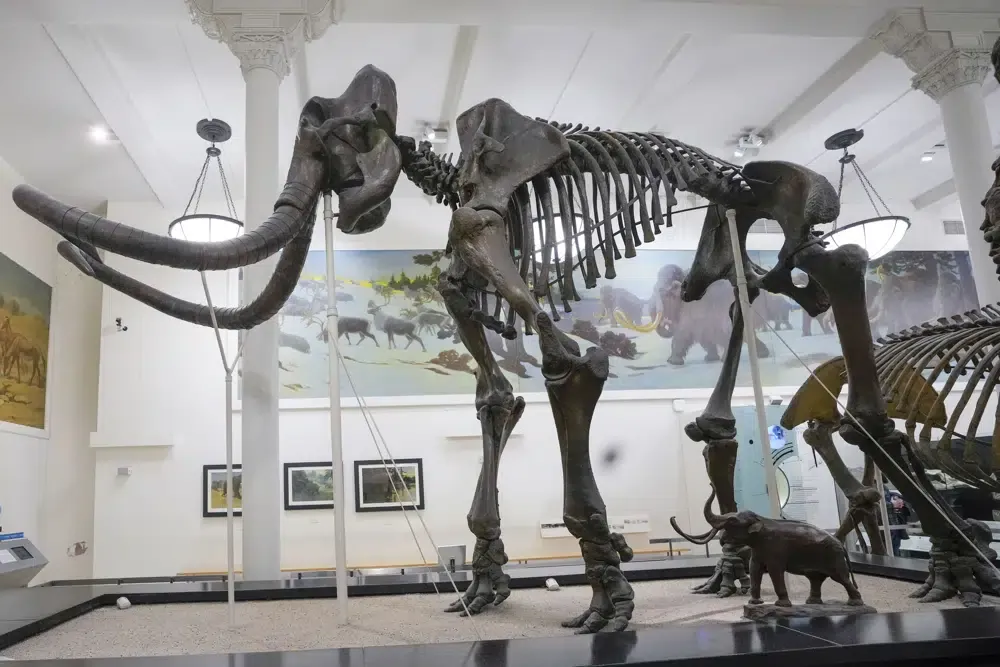 Pemburu Harta Karun Selami Sungai di Amerika Demi Temukan Fosil Mammoth