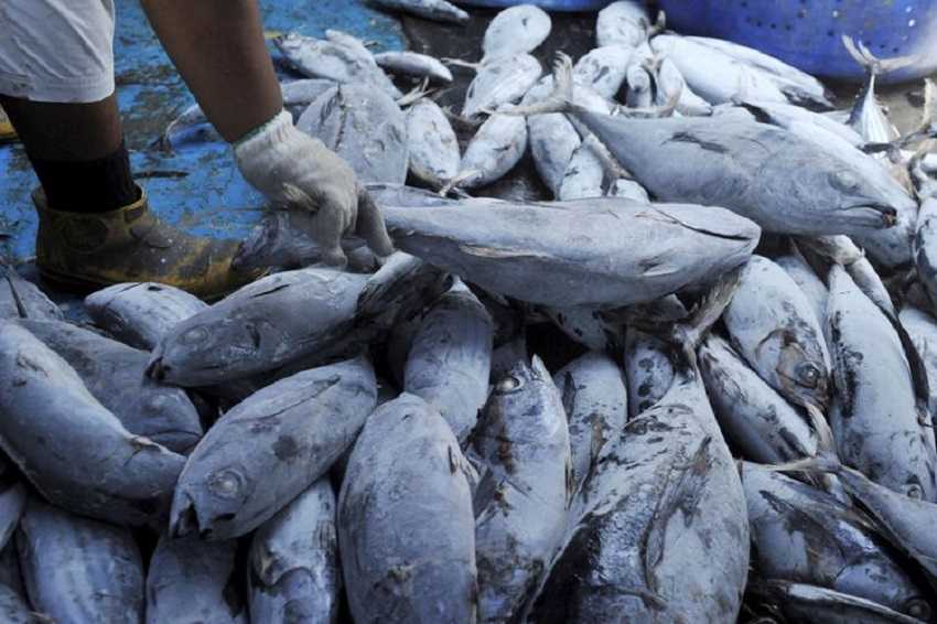 Pemerintah Harus Menambah Pintu Ekspor Perikanan
