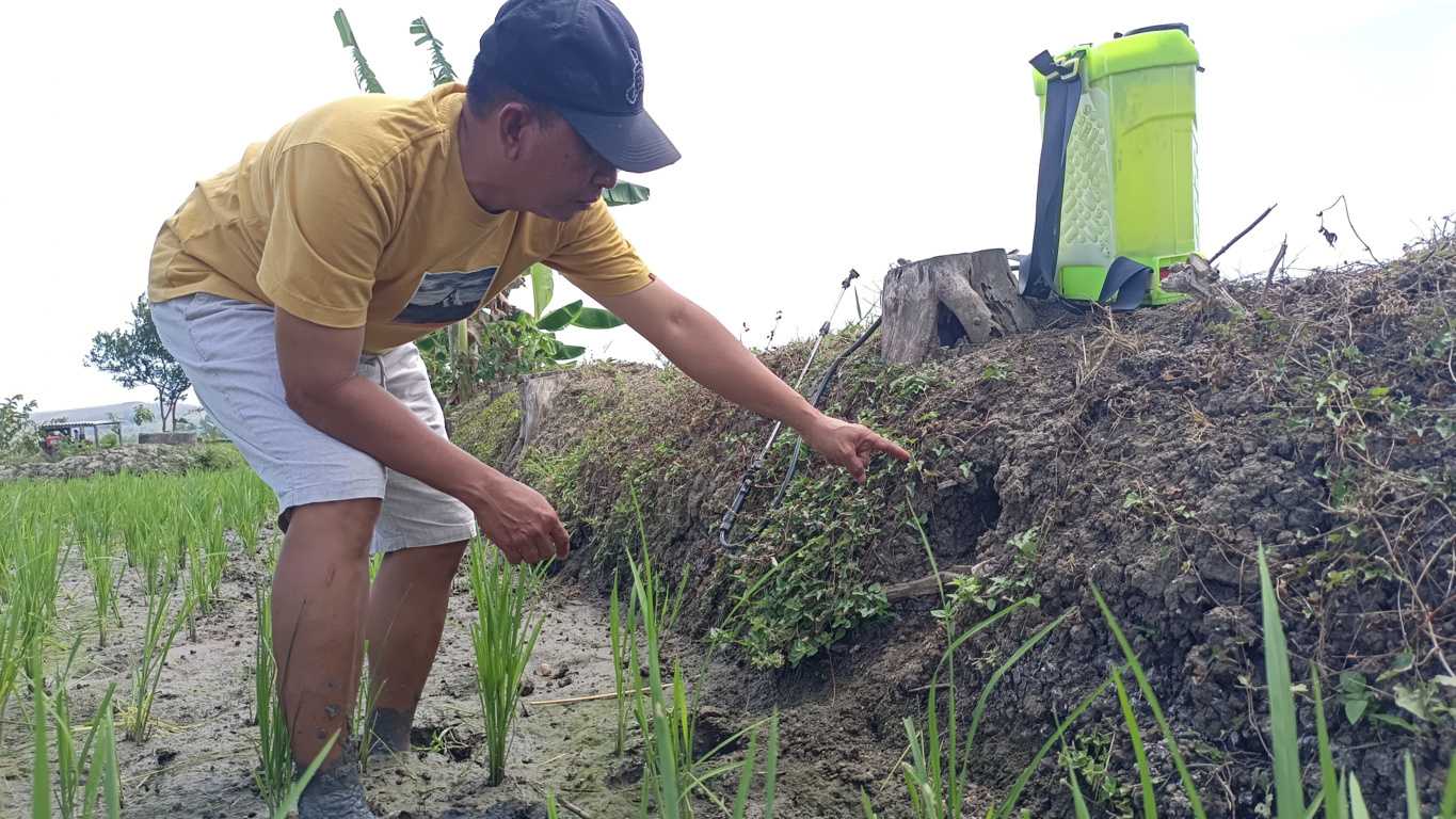 Pemerintah Harus Mengganti Kerugian Petani akibat Serangan Hama