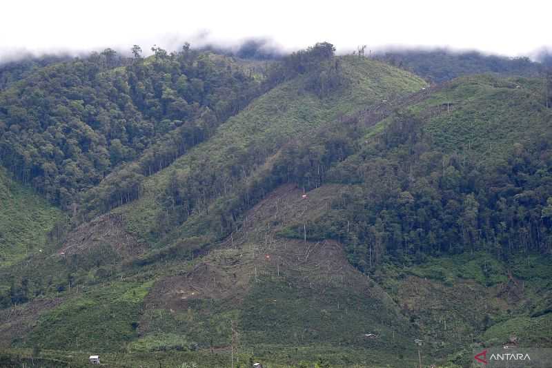 Pemerintah Mesti Lebih Agresif Melakukan Penghijauan Hutan di Indonesia