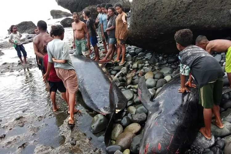 Pemerintah, Polisi, Masyarakat Kubur 17 Ekor Paus yang Mati Terdampar di Pesisir