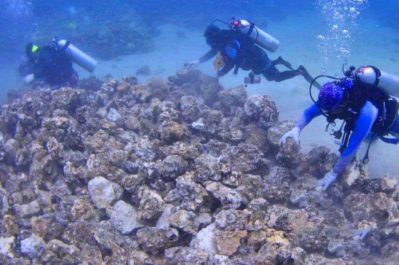 Pemerintah Upayakan Pemulihan Ekosistem Terumbu Karang Pulau Derawan