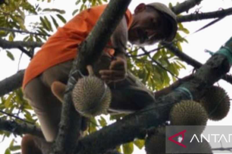 Pemkab Ajak Petani Purwakarta Berperan Aktif untuk Budidaya Durian