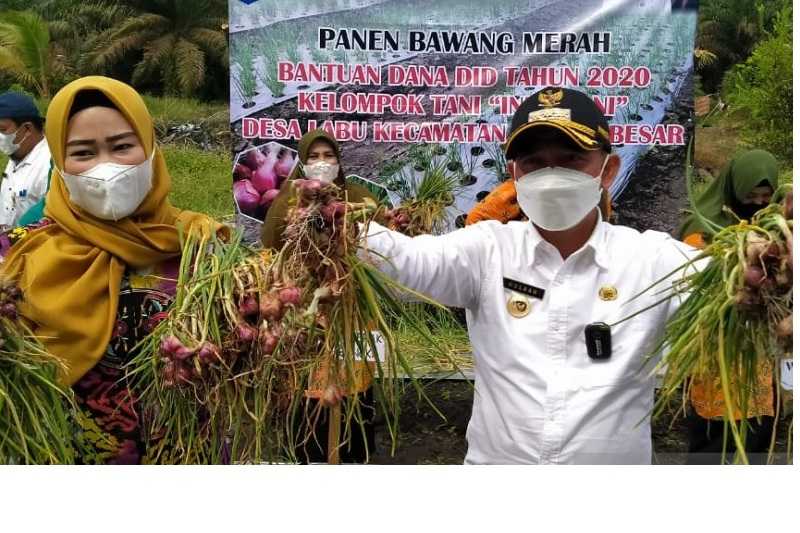 Pemkab Bangka Kembangkan Budidaya Bawang Merah