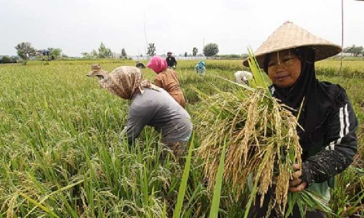 Pemkab Belitung Dorong Petani Kurangi Penggunaan Pestisida, Ini Alasannya