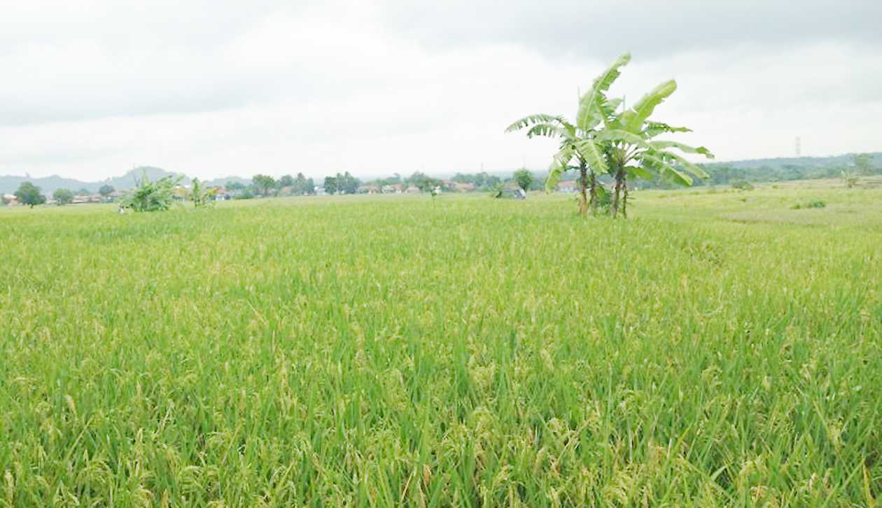 Pemkab Cirebon Lakukan Peningkatan IP Padi di 1.600 Hektare Sawah