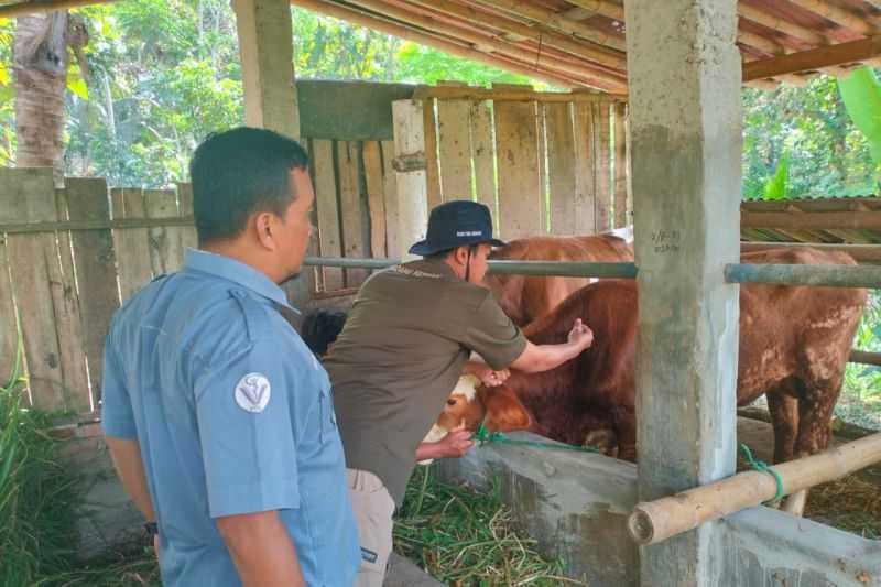 Pemkab Kulon Progo Galakkan Vaksinasi Hewan Ternak Cegah Antraks