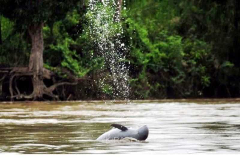 Pemkab Kutai Kartanegara Komitmen Lestarikan Habitat Pesut Mahakam