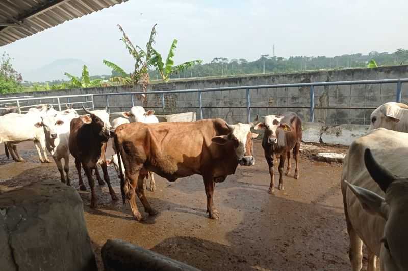 Pemkab Lebak jamin ternak sapi dan kerbau terbebas penyakit kulit