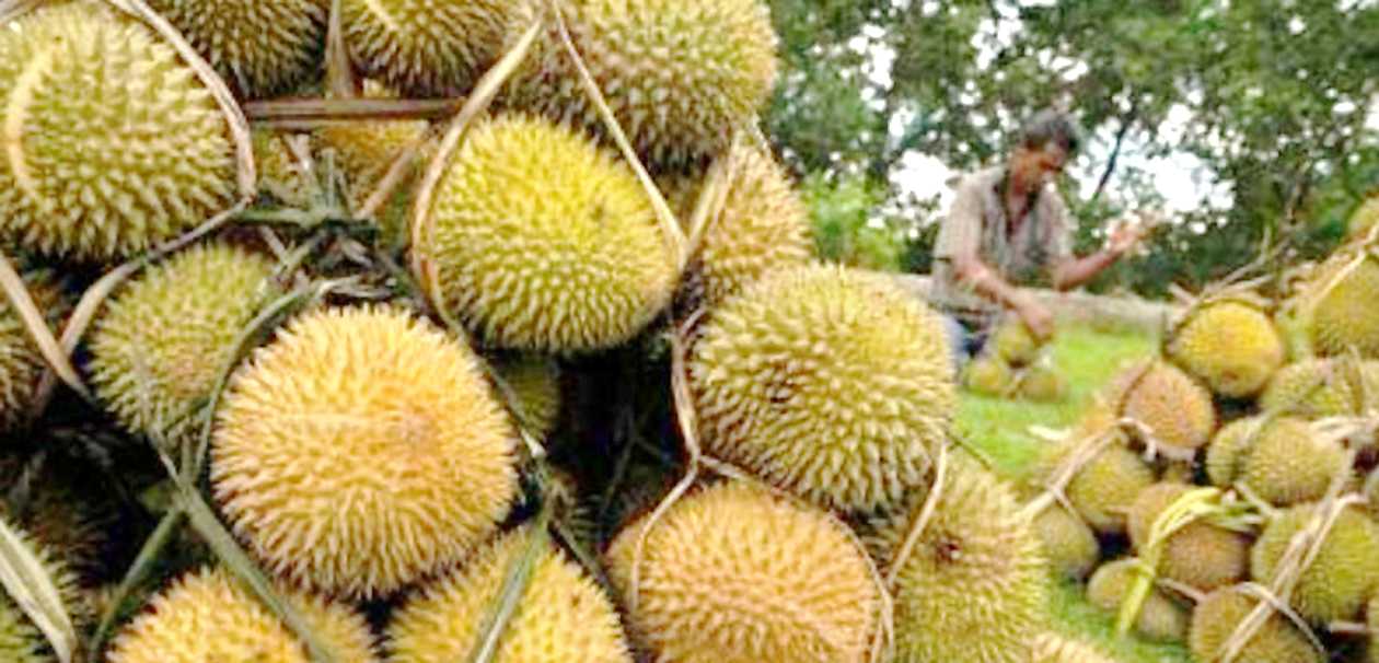 Pemkab Pakpak Bharat Kembangkan Durian