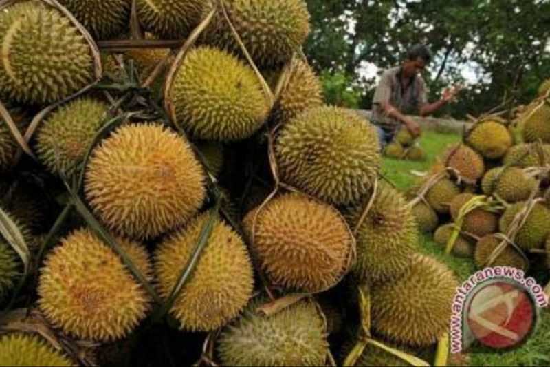 Pemkab Pakpak Bharat kembangkan tanaman durian