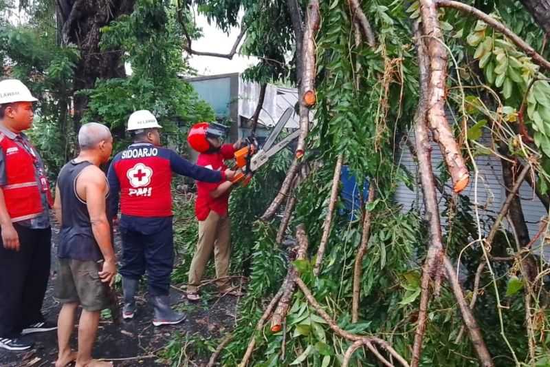 Pemkab Sidoarjo Siagakan Layanan Darurat untuk Tangani Pohon Tumbang