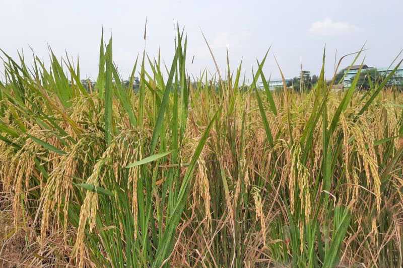 Pemkab Tangerang minta petani percepat tanam padi