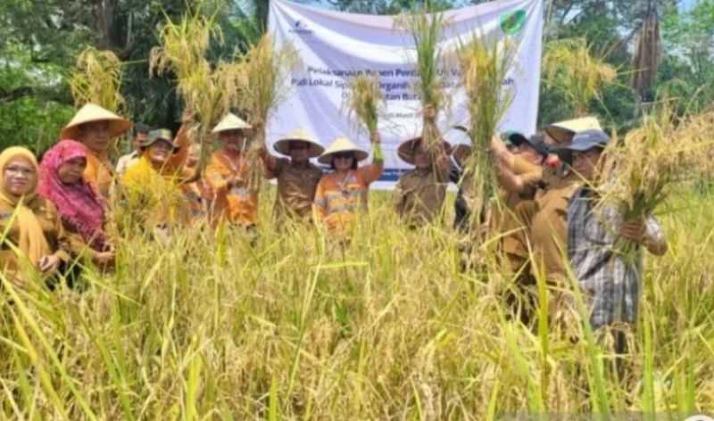 Pemkab Tapanuli Selatan Uji Coba Padi Lokal Siporang untuk Dikembangkan di Dataran Rendah