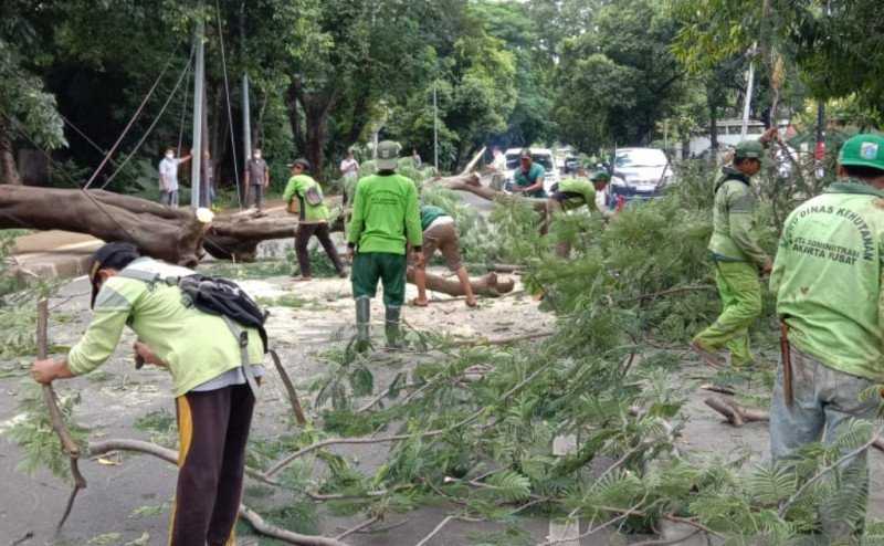 Pemkot Jakarta Pusat Intensifkan Pangkas Pohon