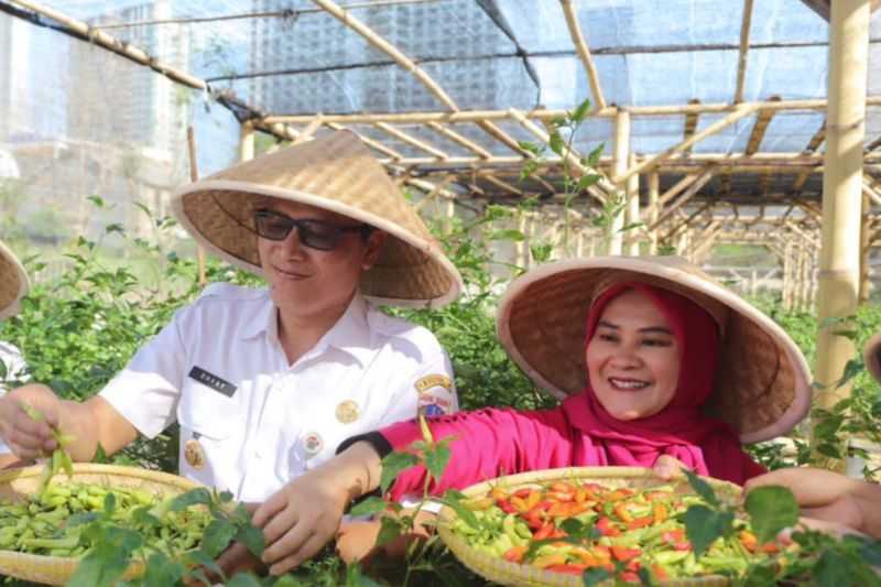 Pemkot Jakpus panen cabai guna tingkatkan ketahanan pangan akhir tahun