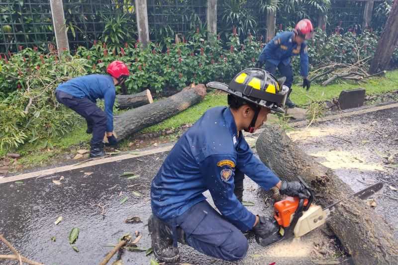 Pemkot Jaksel Pangkas Ribuan Pohon Antisipasi Tumbang Sepanjang 2022