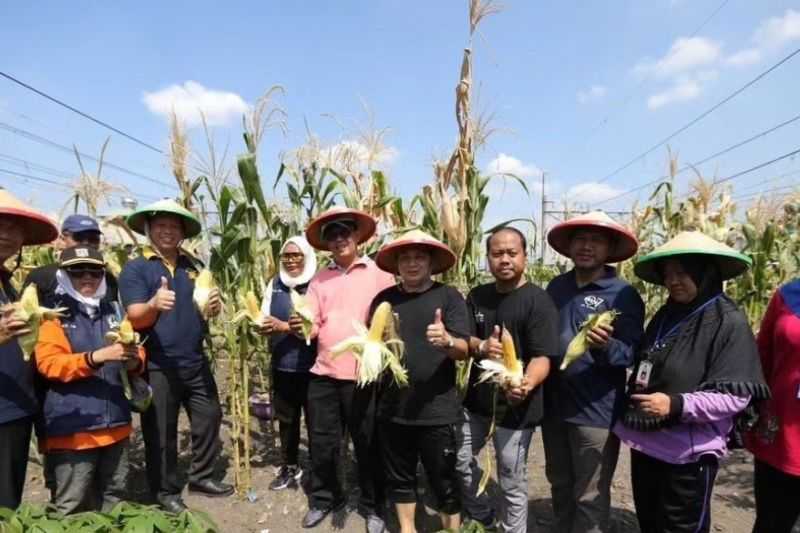 Pemkot Jakut Budidaya Sayur-mayur Manfaatkan Lahan di Kampung Bahari