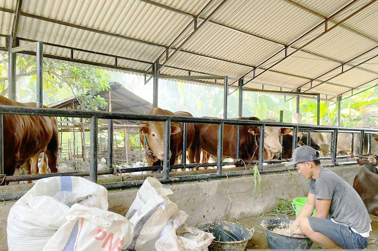 Pemkot Jambi Kerahkan Tim Awasi Pemotongan Hewan Kurban