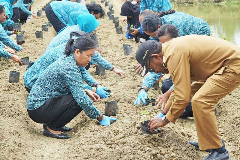 Pemkot Jayapura tanam 650 bibit cabai di kawasan pertanian Koya Timur