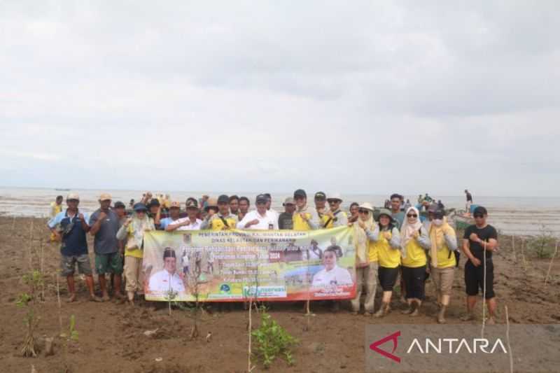 Pemprov Kalsel rehabilitasi mangrove di pesisir Tanah Laut