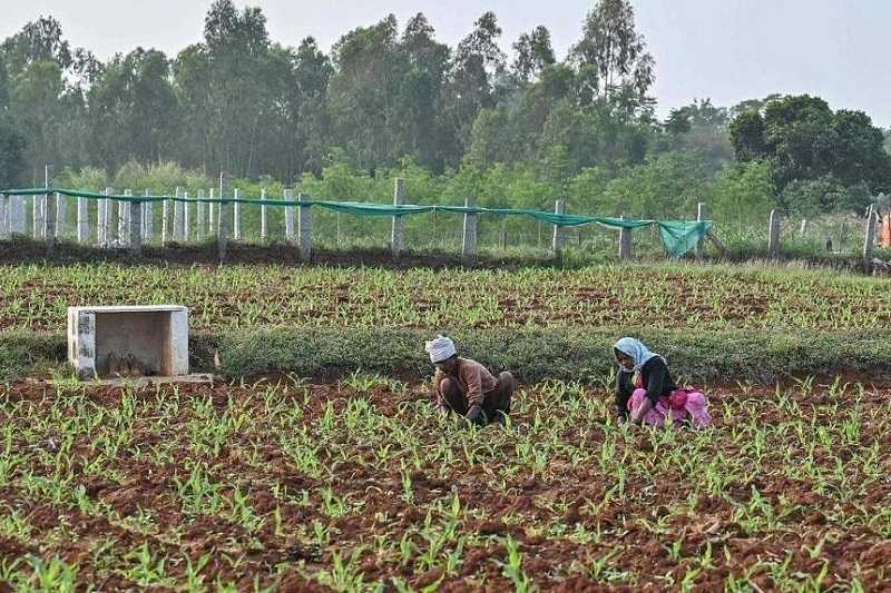 Pemulihan Alam Dapat Bergantung Pada Bagaimana Negara Membantu Petani