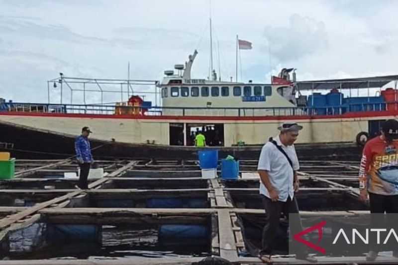 Penambang Timah di Belitung Beralih Profesi Budi Daya Kerapu