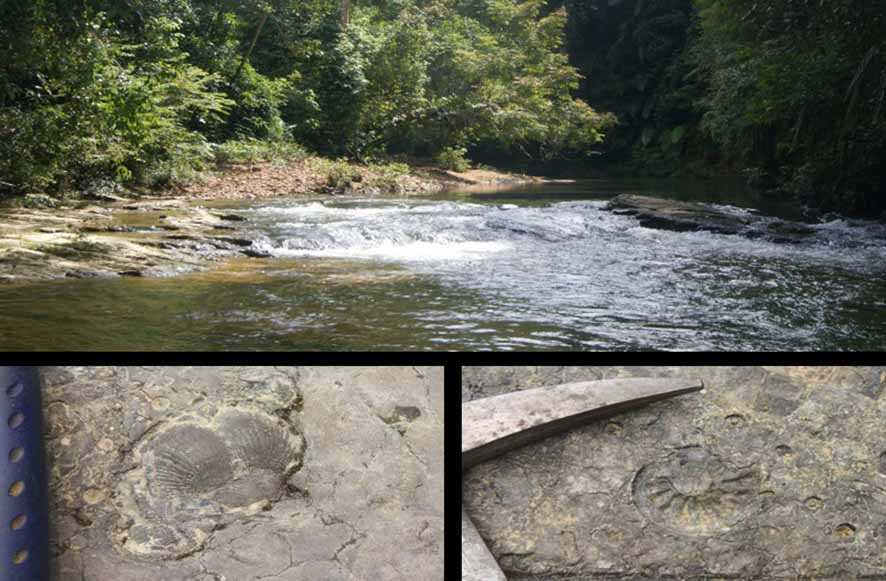 Penampakan Fosil Purba di Kali Karing