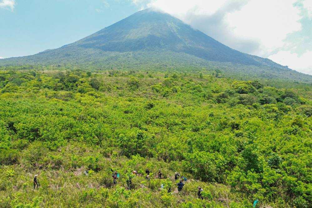 Penanaman bibit pohon