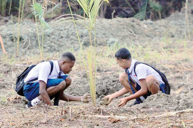 Penanaman dan Pengembangan Dusun Sagu di Papua