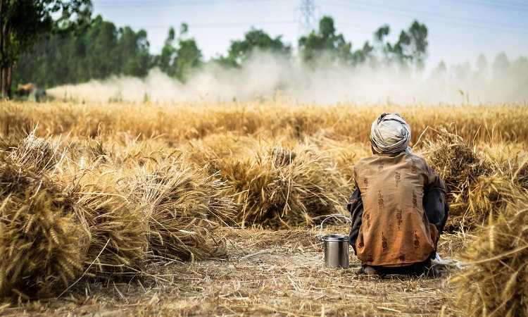 Pendapatan Petani Semakin Anjlok Imbas Pemerintah India Larang Ekspor Gandum