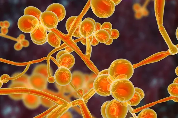 Peneliti Kaji Potensi Infeksi Jamur Akibat Perubahan Iklim, Seperti di The Last of Us?