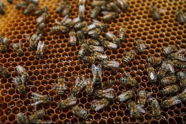 Peneliti: Lebah Madu di Swiss Bisa Punah dalam 1-2 Tahun