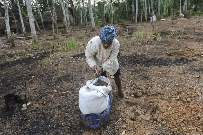 Peneliti Ungkap Peluang untuk Ciptakan Ulang Pengetahuan Tradisional