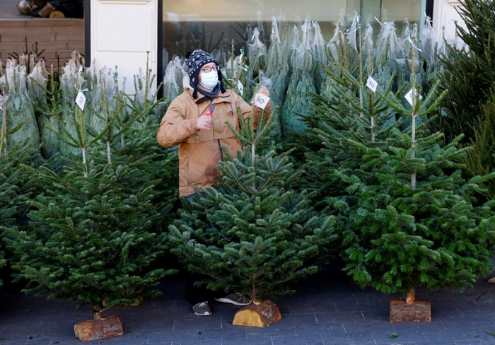 Peneliti Usahakan Pohon Natal yang Lebih Kuat dan Ramah Lingkungan