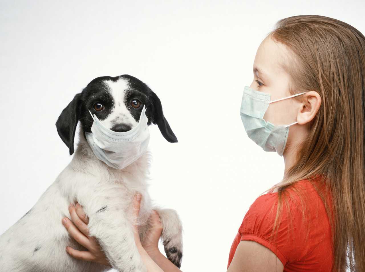 Penelitian Terbaru Ungkap Virus Corona Bisa Menular Antar Anjing