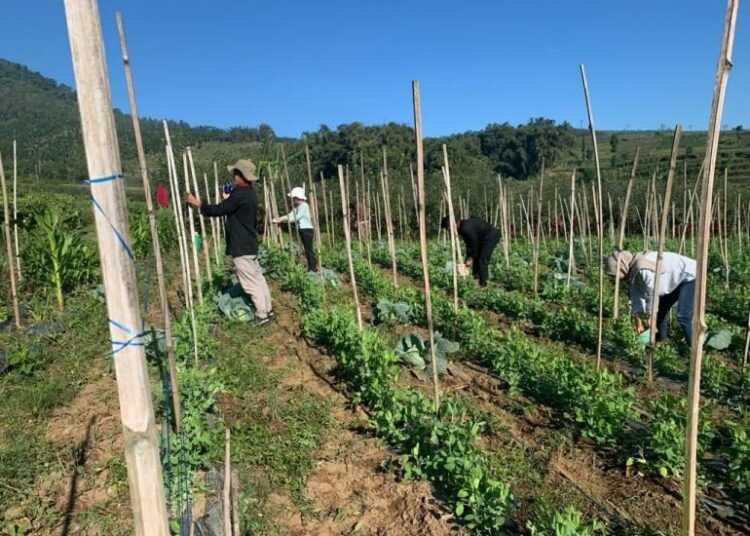 Pengangguran Naik Hingga 7,35 Persen tapi Petani Malah Naik 8 Juta Orang, Juara