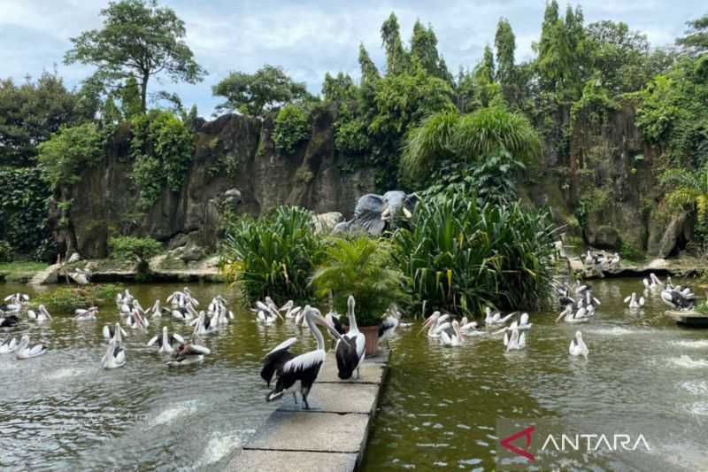 Pengelola Margasatwa Ragunan Imbau Pengunjung Naik Transportasi Umum