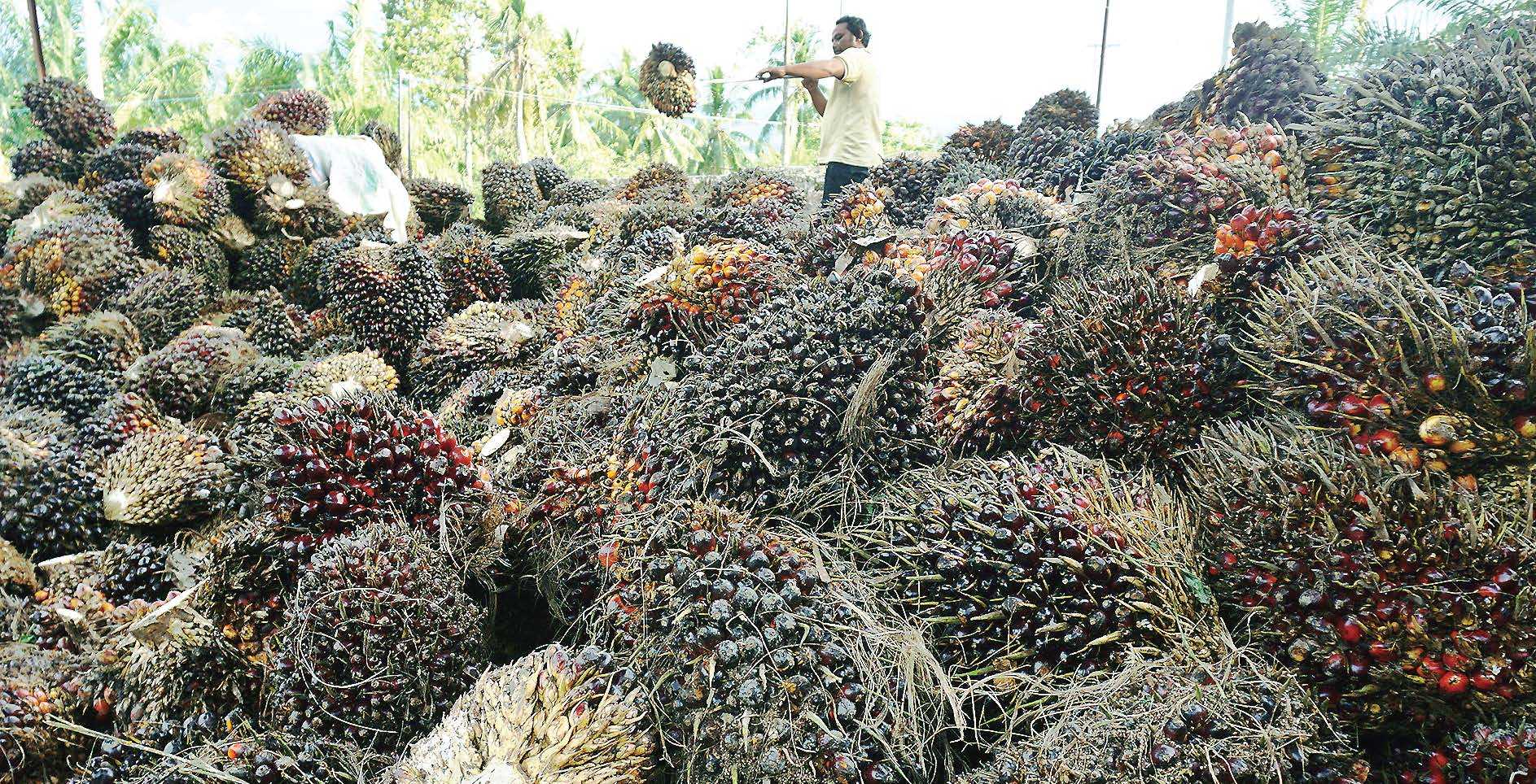 Pengelolaan Dana Peremajaan Kelapa Sawit Terindikasi Bermasalah