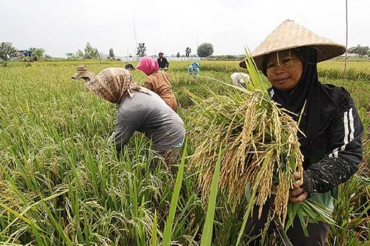 Pengembangan Pertanian di Merauke untuk Jadi Lumbung Pangan Dunia