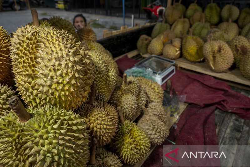 Pengembangan Produk, Pemkab Parigi Kembangkan Durian Sebagai Komoditas Unggulan Daerah