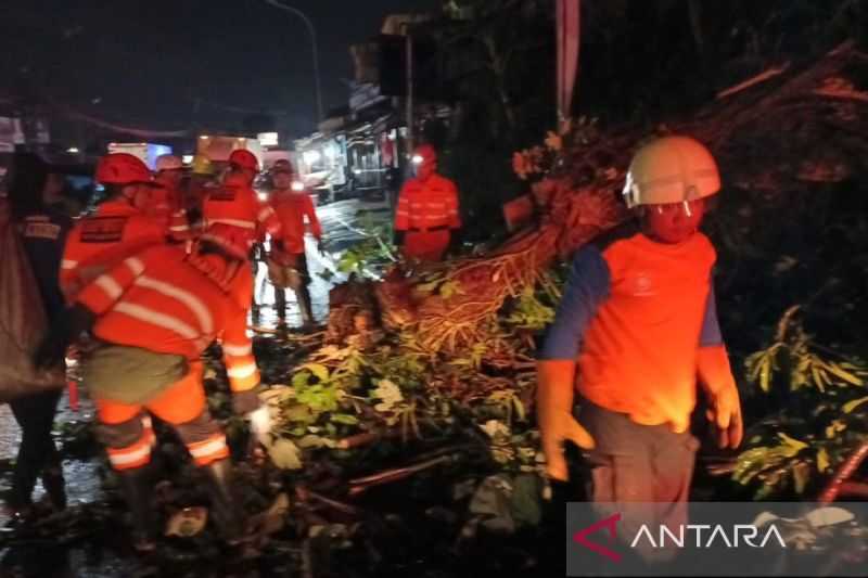 Pengendara Motor Tewas Tertimpa Pohon Tumbang di Bogor