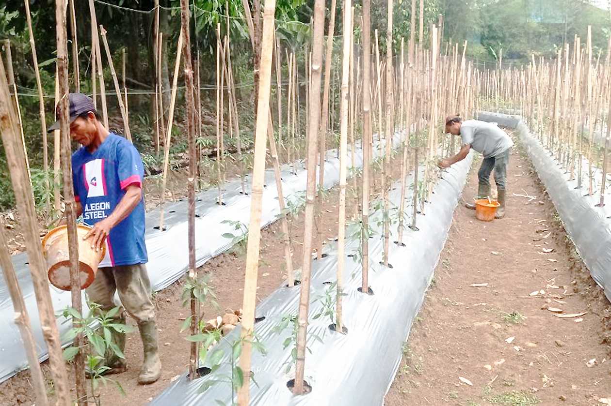 Penuhi Permintaan Pasar, Petani Lebak Kembangkan Cabai Keriting