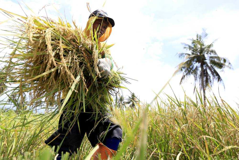 Penyerapan tenaga kerja sektor pertanian Gorontalo