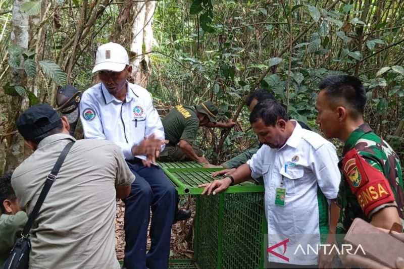 Perangkap Harimau Dipasang BKSDA Bengkulu di Dua Lokasi