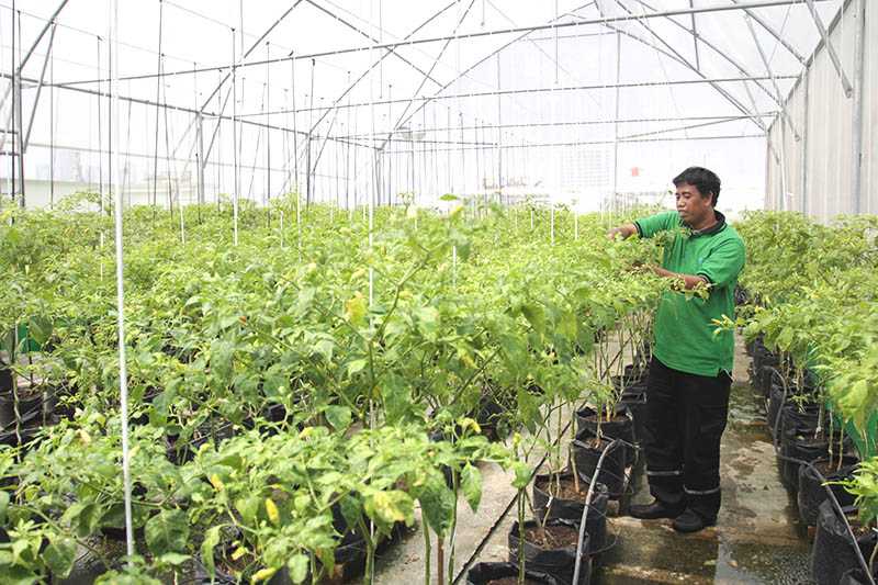 Perawatan Tanaman di Green House Rooftop